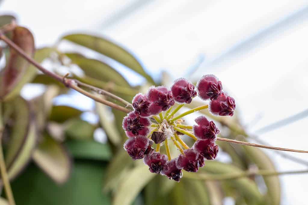 Hoya Wayetti fiori