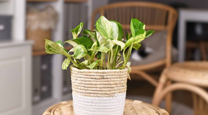 I Pothos sono buone piante per vivere in appartamento?
