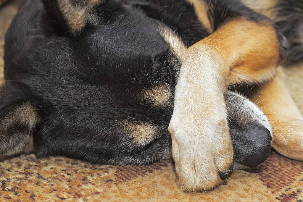 Cane che copre il viso, il naso