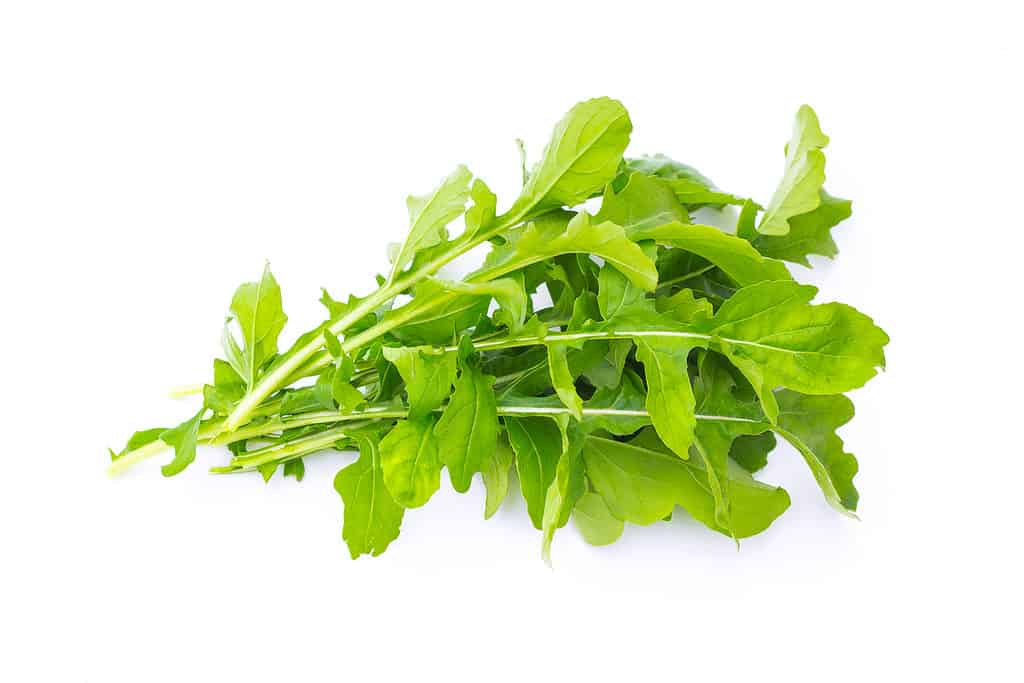 Rukkola verde organico fresco, rucola o rucola, mucchio, foglie di insalata, isolate su fondo bianco