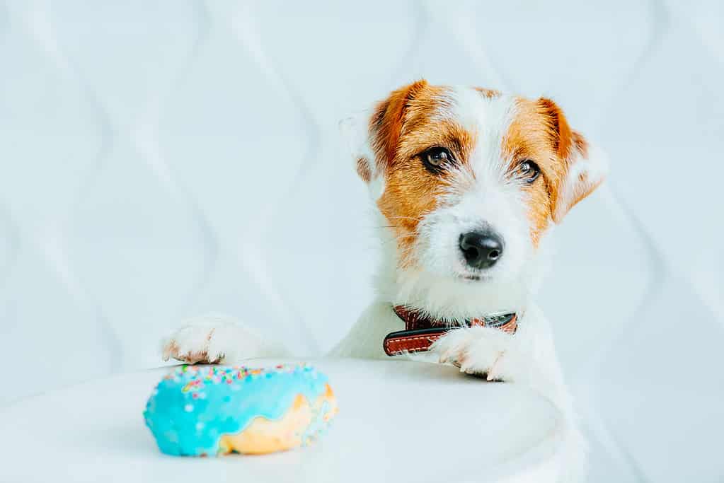 Jack Russell terrier cane con ciambella davanti