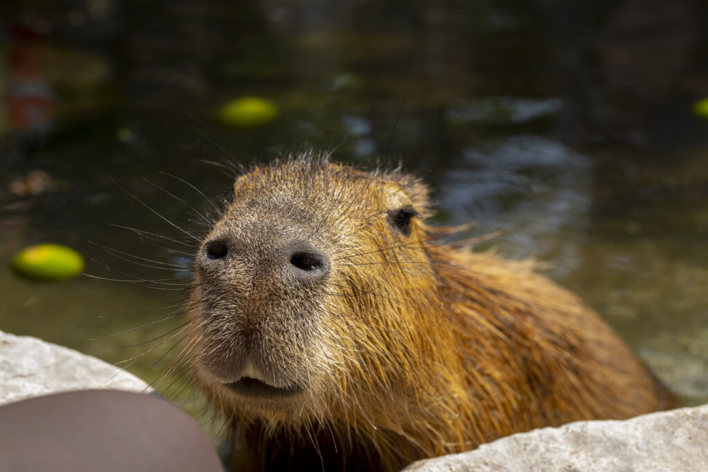 Il simpatico capibara della fattoria sta facendo il bagno