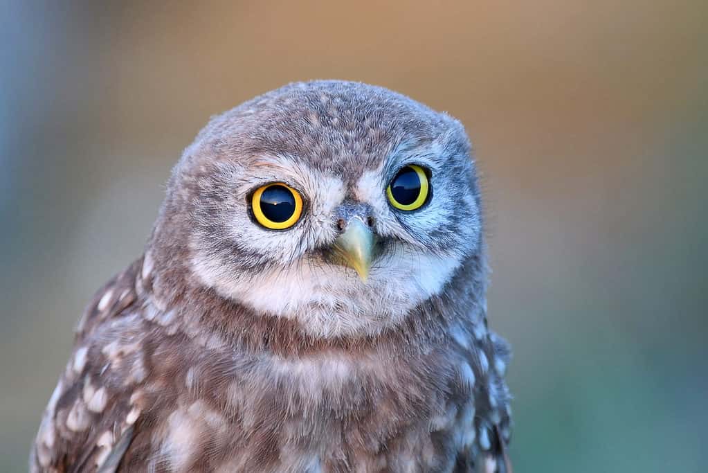 Civetta (Athene noctua)