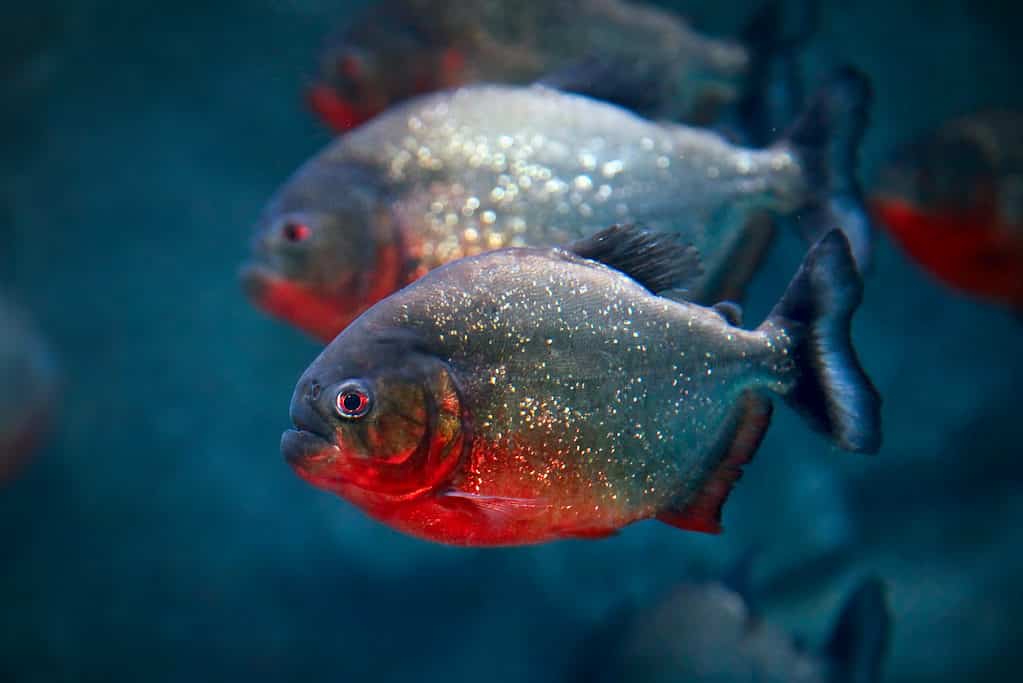 Piranha dal ventre rosso Pygocentrus nattereri o piranha rosso nel loro habitat.