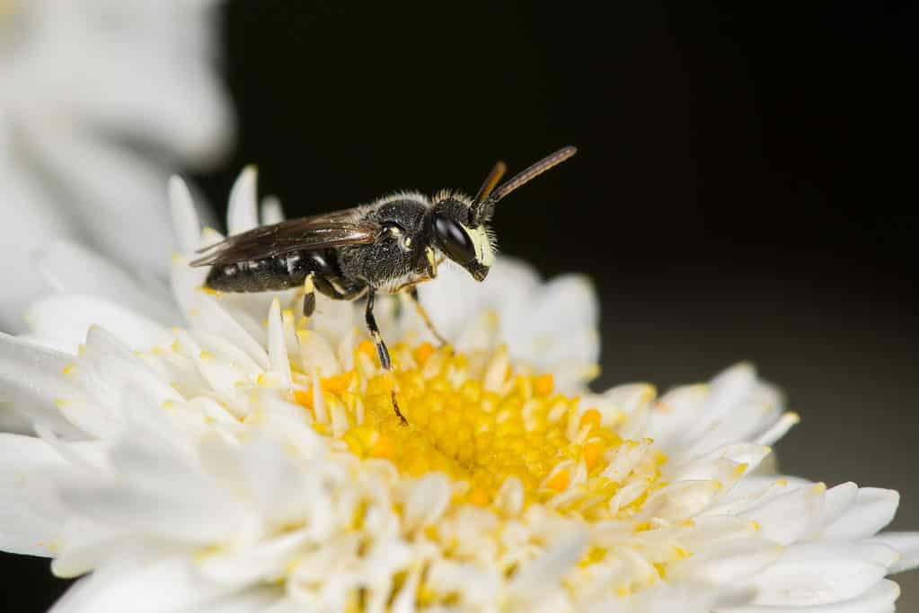 Hylaeus hyalinatus.  Macro di un'ape dalla faccia gialla su un fiore bianco con un centro giallo.  L'ape è rivolta a destra.  La sua faccia è gialla, tuttavia il resto del suo corpo è principalmente da marrone scuro a nero.  Le sue gambe sono fasciate tra grandi bande nere e bande più piccole gialle.  Isolare lo sfondo nero.