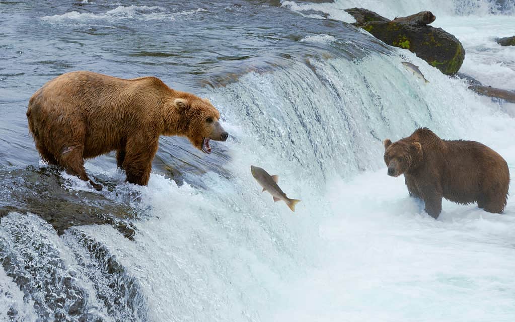 Orsi grizzly che pescano nel fiume Brooks