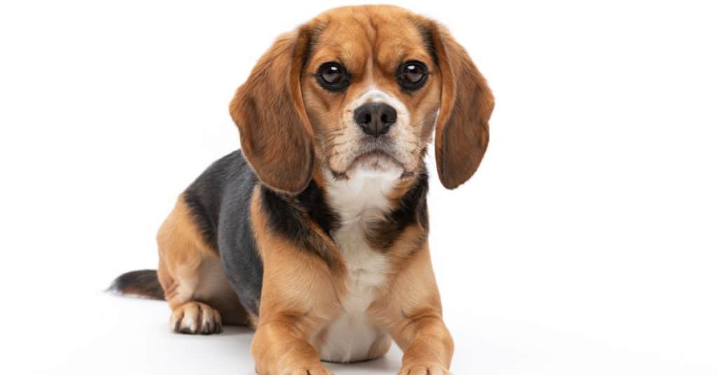 Molly dentro "Lo scopo di un cane" è un mix beagle/cavalier King Charles spaniel 