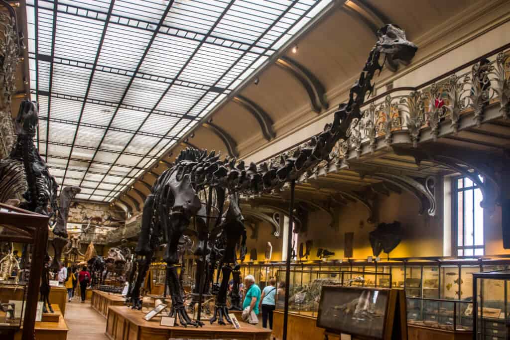 L'esemplare fossile di Diplodocus nel Museo Nazionale di Storia Naturale