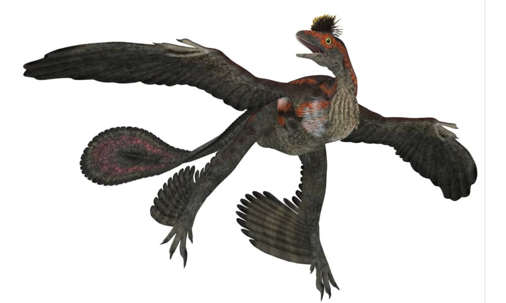 Microraptor illustrazione 3D su sfondo bianco