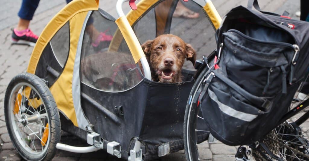 Un cane viaggia su un rimorchio per biciclette.