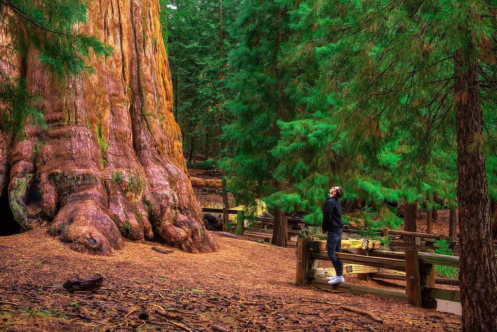 Generale Sherman Tree nel Sequoia National Park, California