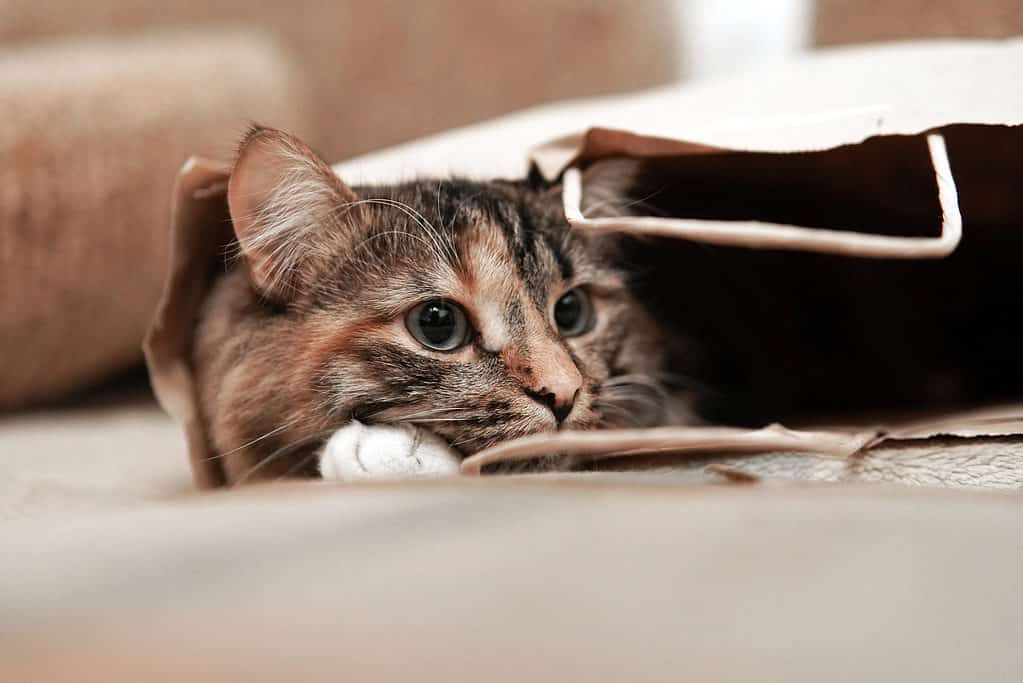 Gatto in un sacchetto di carta