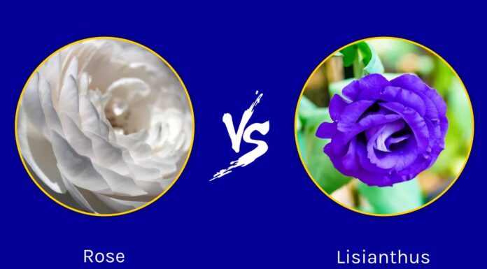 Lisianthus vs. Rose: qual è quello giusto per il tuo giardino?
