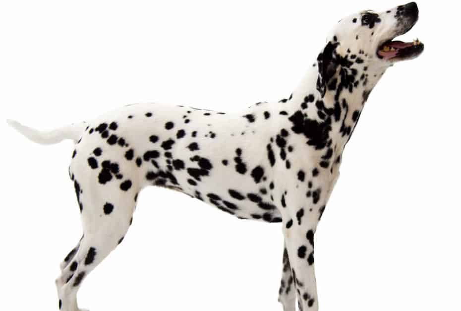 Dalmata (cane di famiglia)