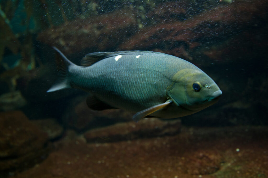 Pesce timone Opaleye