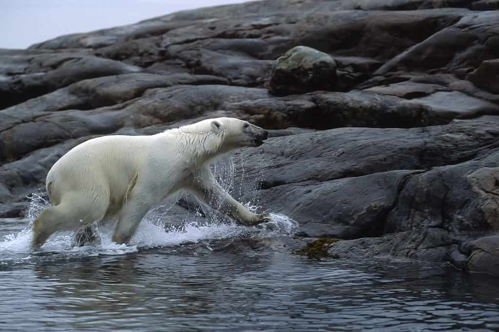 Orso polare che corre