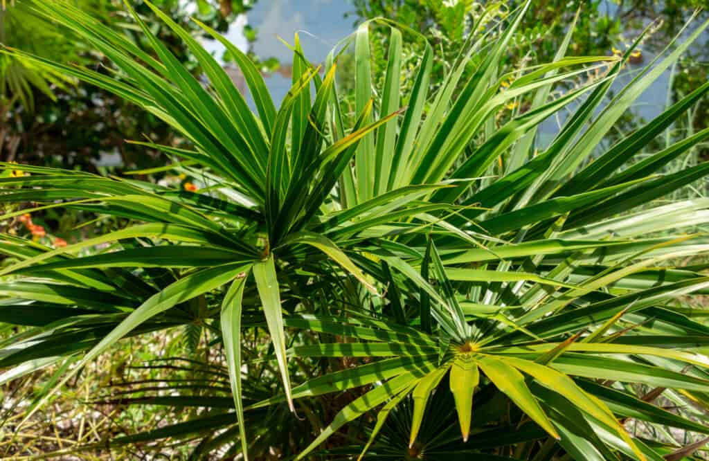 fogliame di palma di paglia della Florida