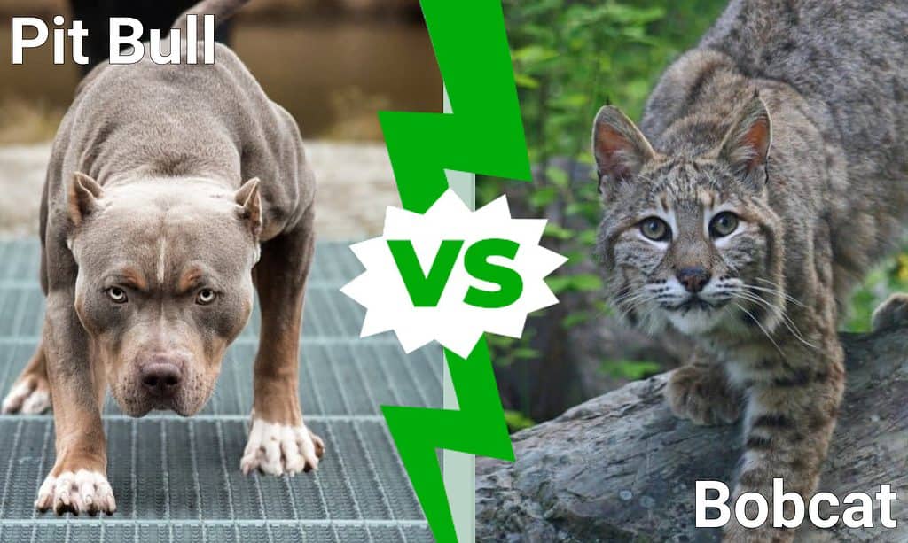 Pitbull contro gatto selvatico