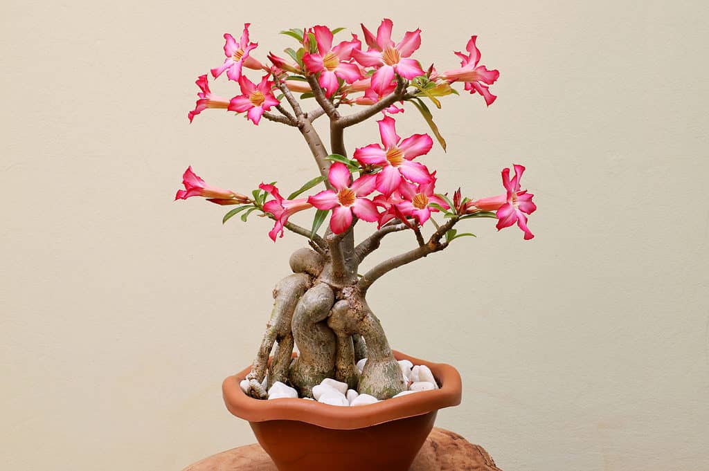 bonsai di rosa del deserto in fiore