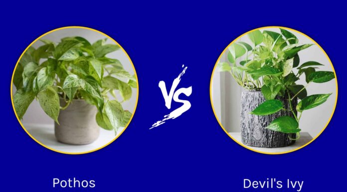 Pothos contro Devil's Ivy: c'è una differenza?
