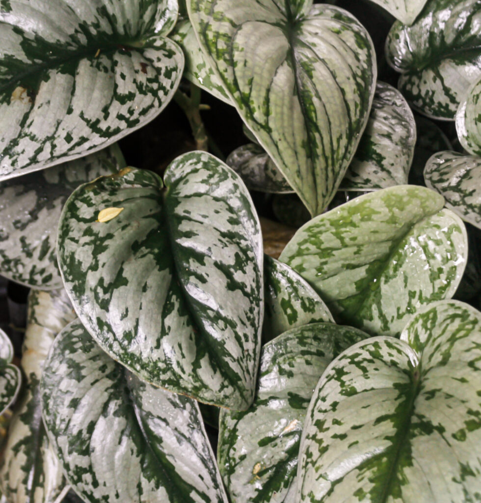 Un primo piano della variegatura d'argento di Scindapsus pictus, o il pothos satinato d'argento.