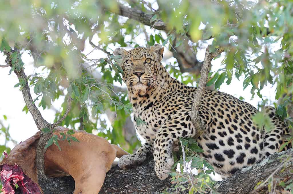 Leopardo, albero, animale, animale selvatico, caccia agli animali