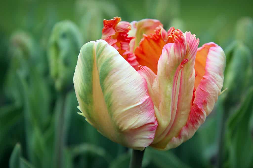 Primo piano di un tulipano pappagallo albicocca multicolore in fiore