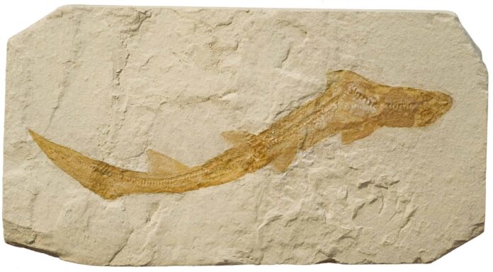 Qual è il fossile di squalo più antico mai trovato?
