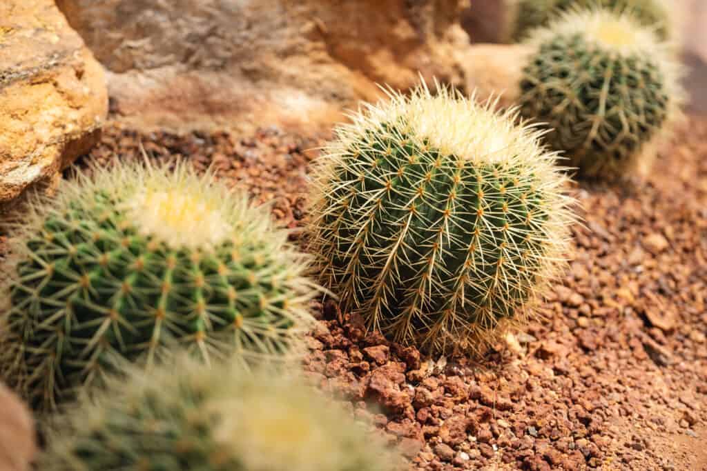 Macro di cactus a botte.  Ce ne sono 4 visibili nell'inquadratura.  Quello che si trova nella parte anteriore dell'inquadratura è per lo più sfocato, gli altri tre formano una diagonale attraverso l'inquadratura.  Sono sferiche.  Sono coperti di spine gialle. 