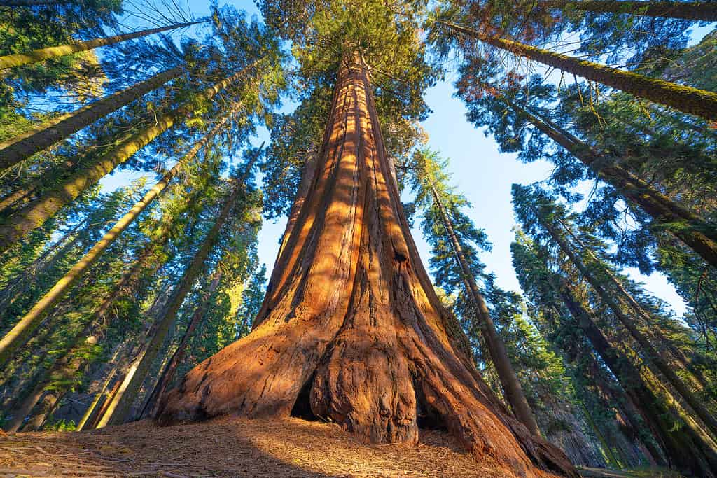 Famoso parco di sequoie e albero di sequoia gigante al tramonto.  Le sequoie giganti sono originarie delle foreste della California. 