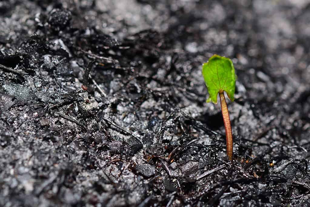 Germoglio sorge su terra bruciata.  Cenere d'erba dopo l'incendio doloso.  Ripresa dopo una grave crisi.  Futura risurrezione. 