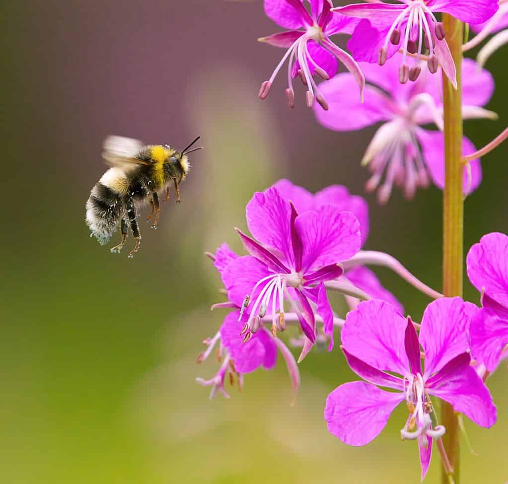 Quante zampe hanno le api?  7 fatti interessanti sull'anatomia delle api