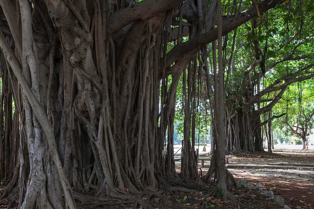 A causa della loro importanza nel buddismo, gli alberi banyan sono associati al successo e all'illuminazione.