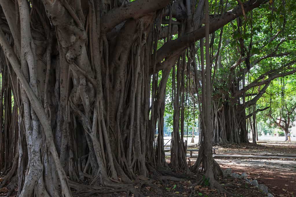 albero di banyan