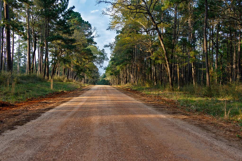 Strada nella foresta nazionale di Sam Houston