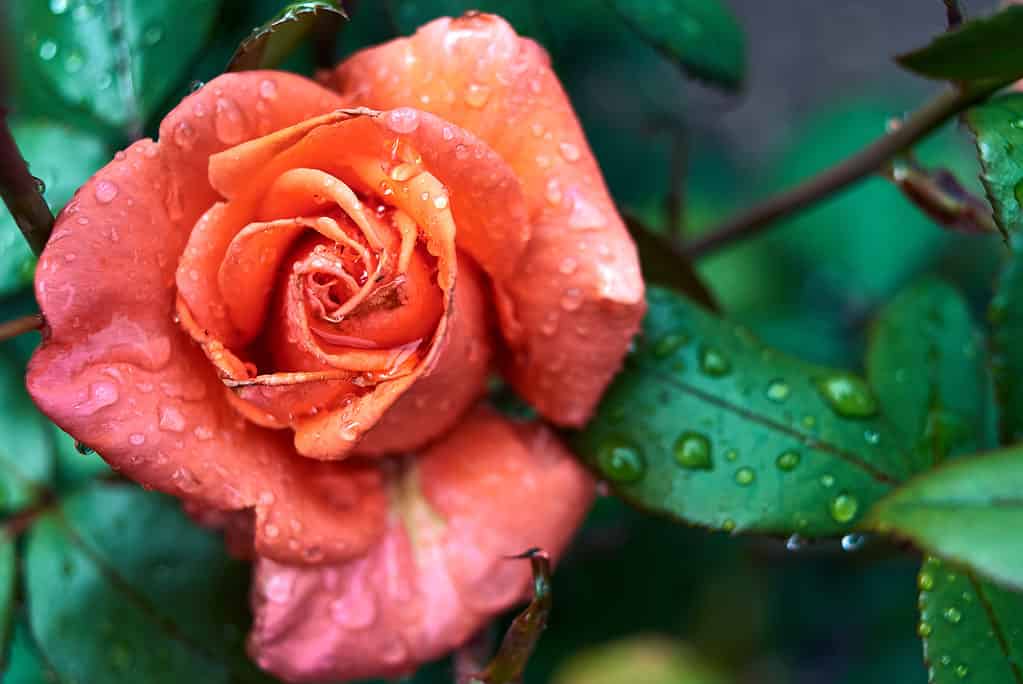 Bel fiore rosa con gocce di rugiada d'acqua in giardino,