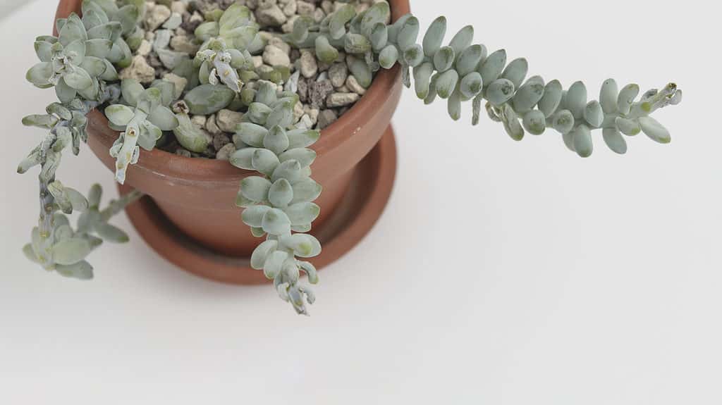 Sedum morente succulento