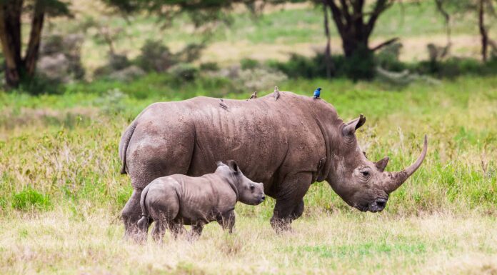 Questa coraggiosa mamma rinoceronte affronta un elefante cinque volte più grande di loro
