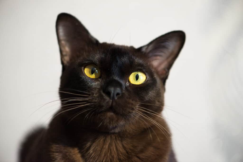 Gatto nero birmano