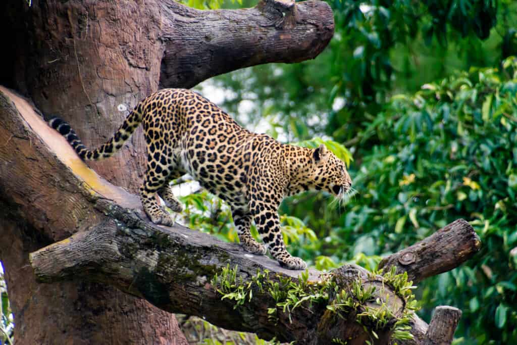 leopardo di Giava