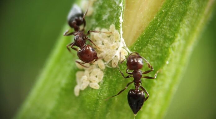 Scopri 14 odori che le formiche odiano assolutamente
