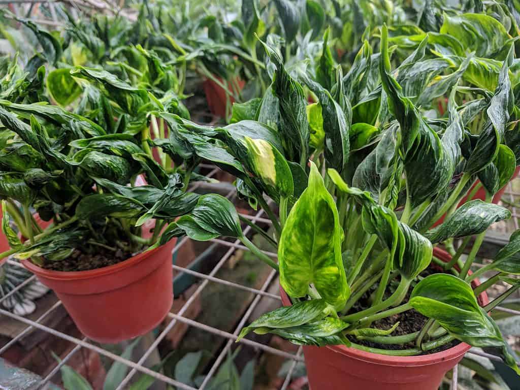 Shangri La Pothos