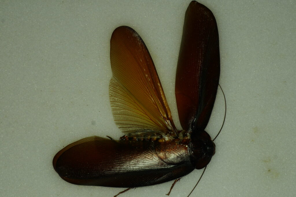 Megaloblatta Longipennis è lo scarafaggio più grande del mondo