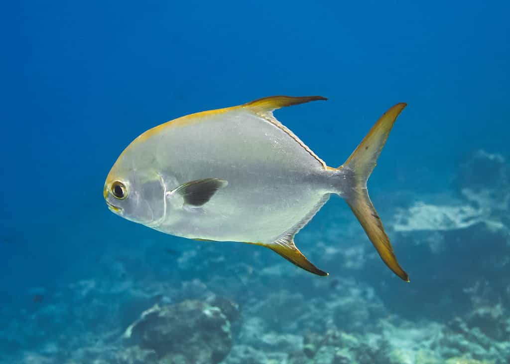Permit Fish, pinne giallo oro con grandi occhi neri sono le caratteristiche più sorprendenti di un permesso.