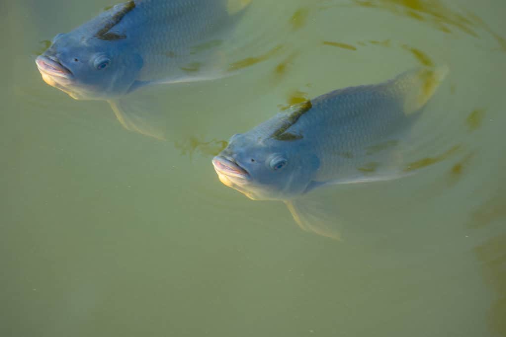 Pesce persico del Nilo che nuota lentamente sott'acqua.