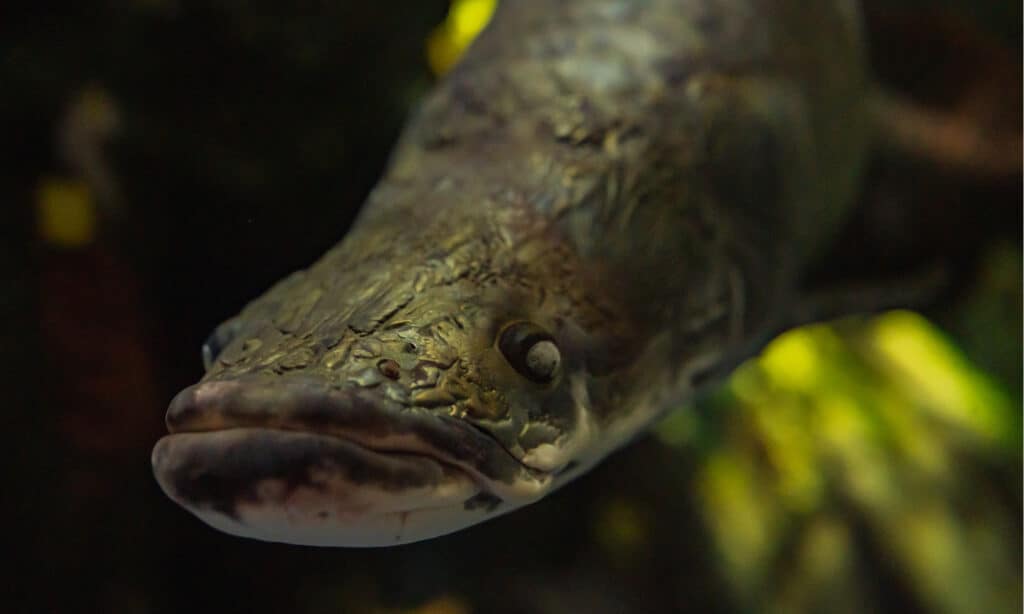 Arapaima vicino