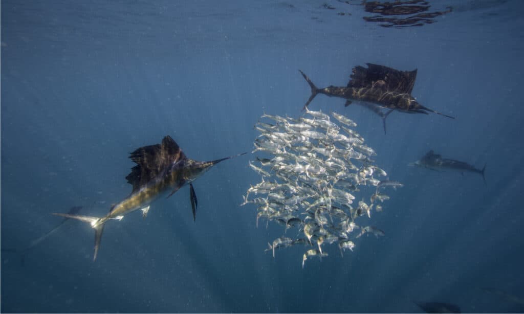 Il pesce vela mostra un comportamento alimentare di gruppo altamente organizzato.
