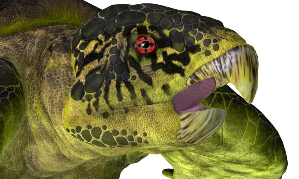 Rendering della testa di una tartaruga Archelon