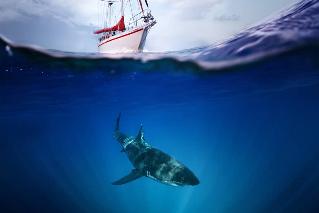grande squalo bianco sotto la barca