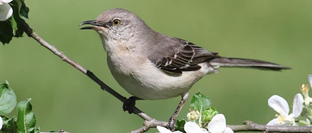 Animali nel Mississippi